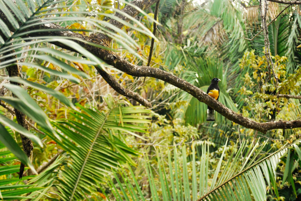 Bird on a branch in Nosara, Costa Rica