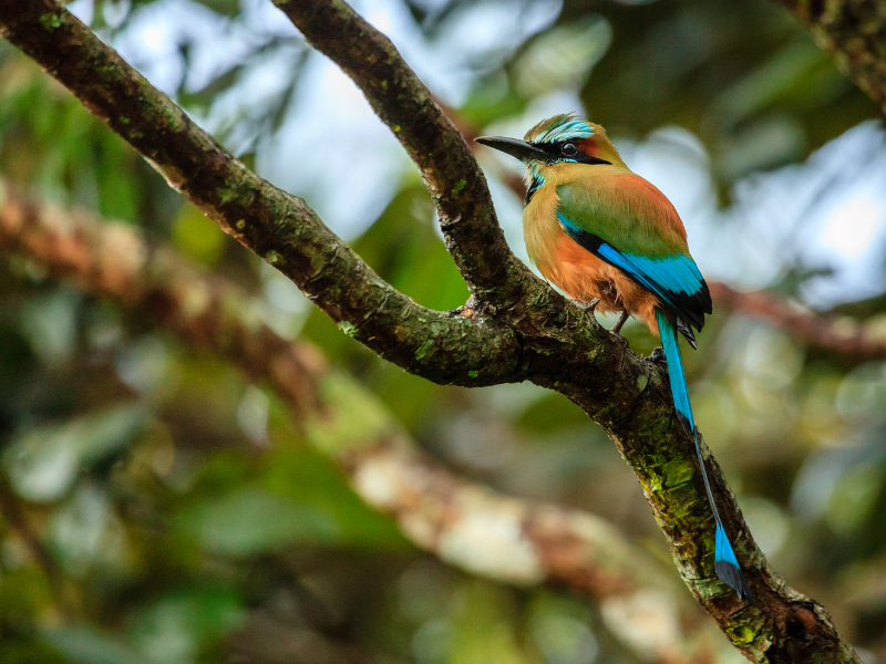 Motmot bird in a tree in Nicaragua - seeing the amazing wildlife is one of the top reasons to visit Nicaragua