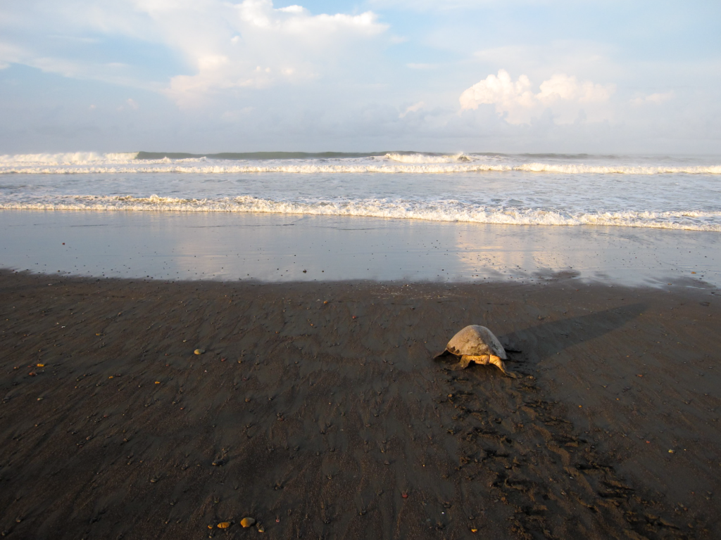 Turtle nesting on a black sand beach at Ostional Wildlfie Refuge in Costa Rica