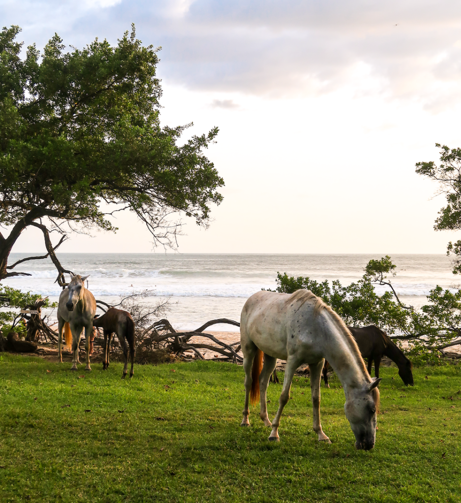 Horses eating grass at the beach in Costa Rica