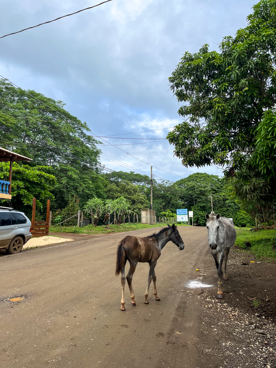Horses roaming freely on the road in Costa Rica