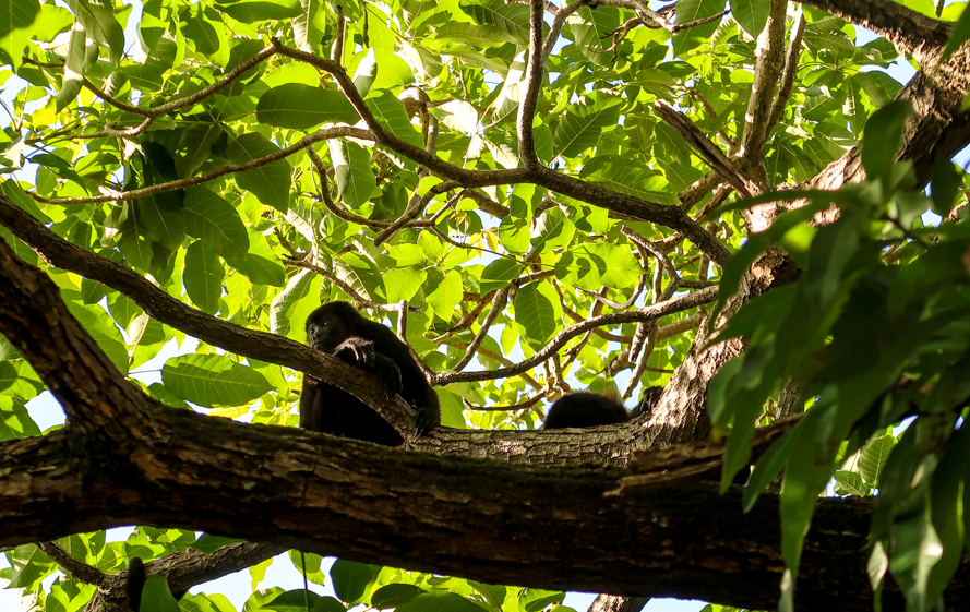 Howler monkeys in trees in Costa Rica