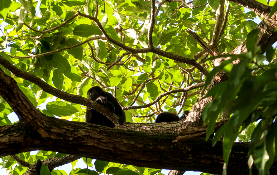 Adorable howler monkeys on a tree branch at Playa Negra, Costa Rica