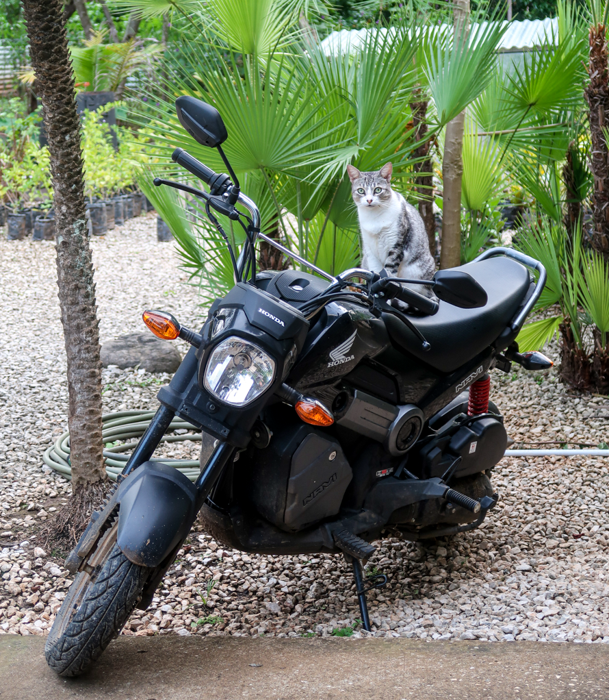 A cat sitting on a motorcycle