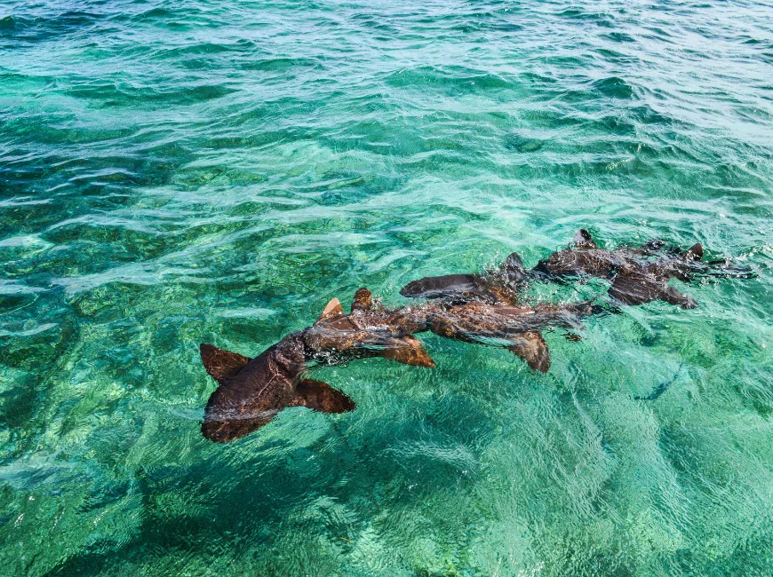 Nurse sharks swimming in Shark Ray Alley, Belize.