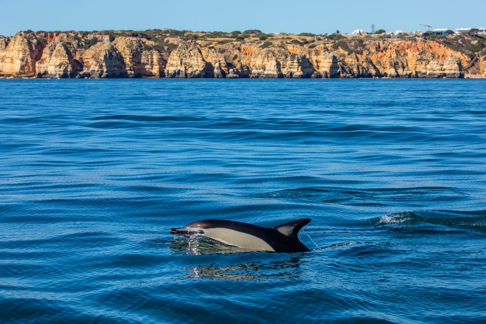Dolphin surfacing above the water in Algarve. Going on a dolphin watching tour is one of the best things to do in Lagos, Portugal.