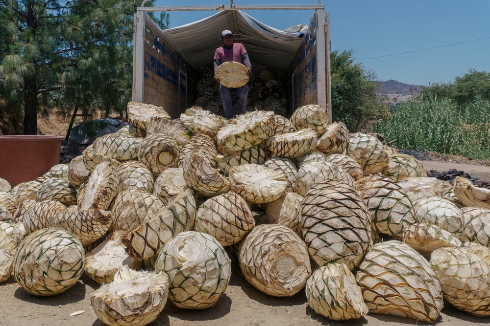 A pile of mezcal pineapples being unloaded off a truck for the mezcal distillation process