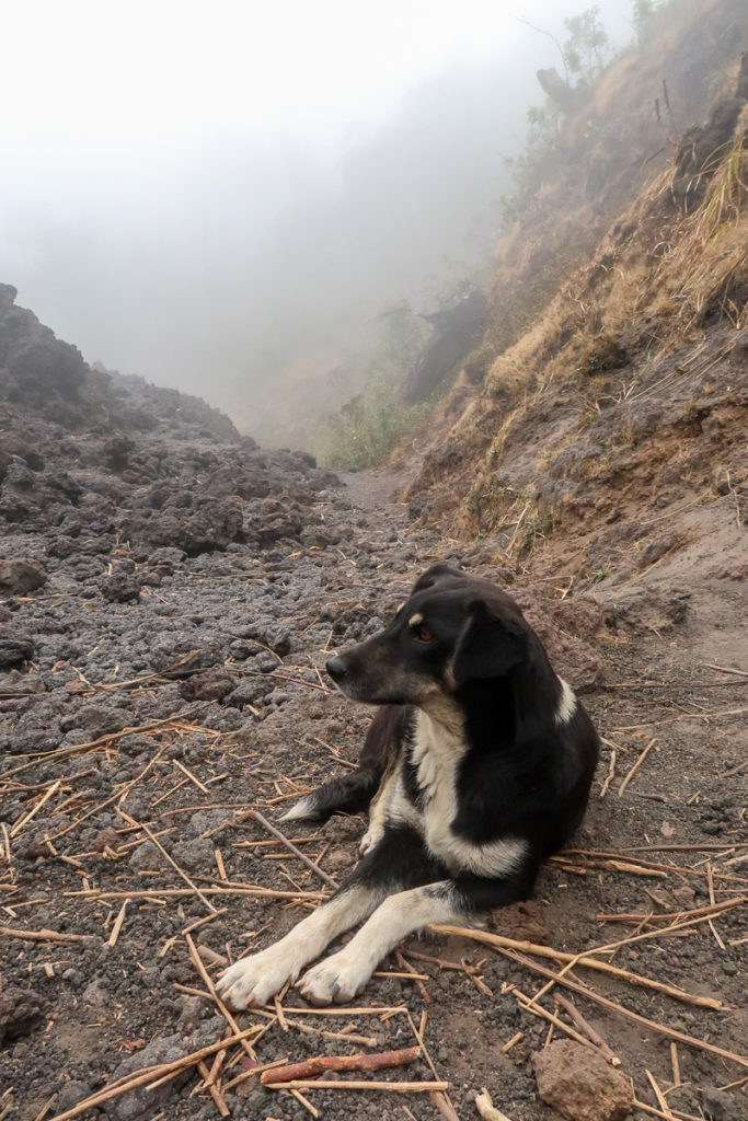 A dog on the trail up to Volcan Pacaya