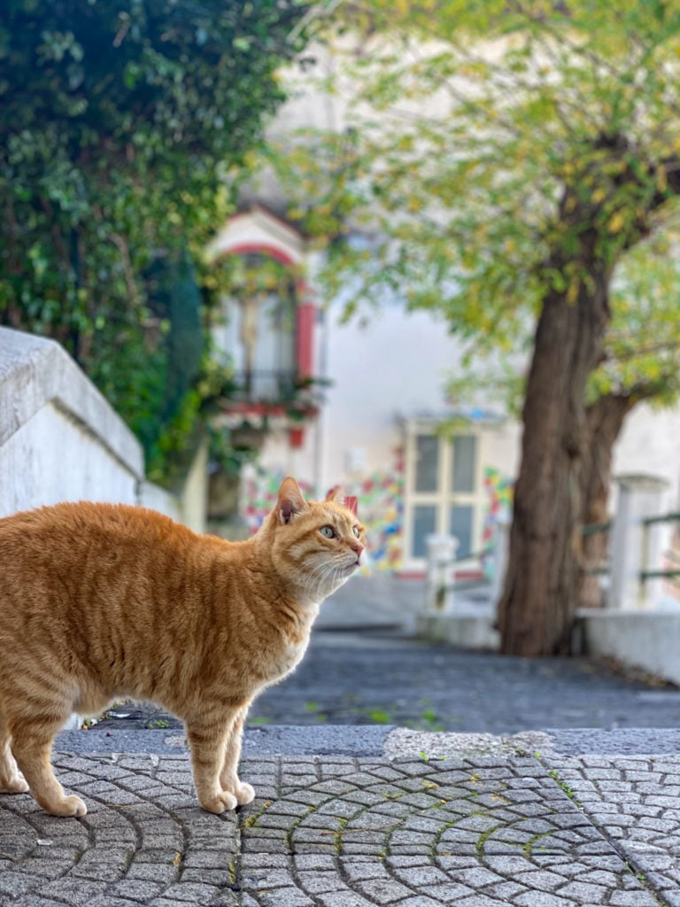 An orange cat on tree-lined street in Vietri sul Mare, Italy