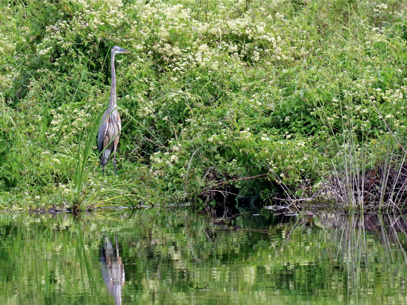 Bird standing next to the river near San Ignacio, Belize in the Cayo District