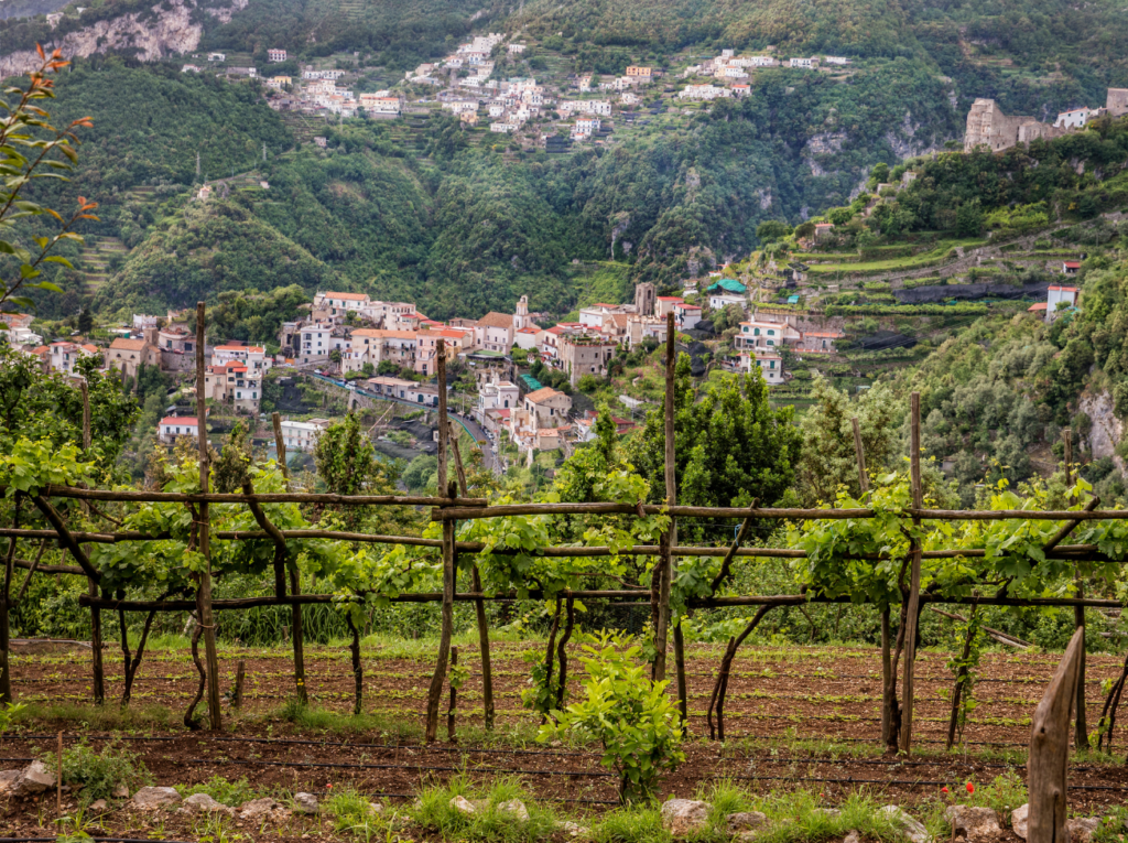 View of a vineyard nearby the town of Ravello