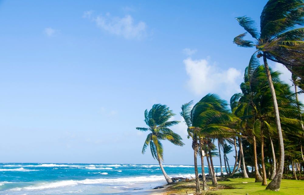 Sally Peaches Beach with wind on the ocean and palm trees blowing around.
