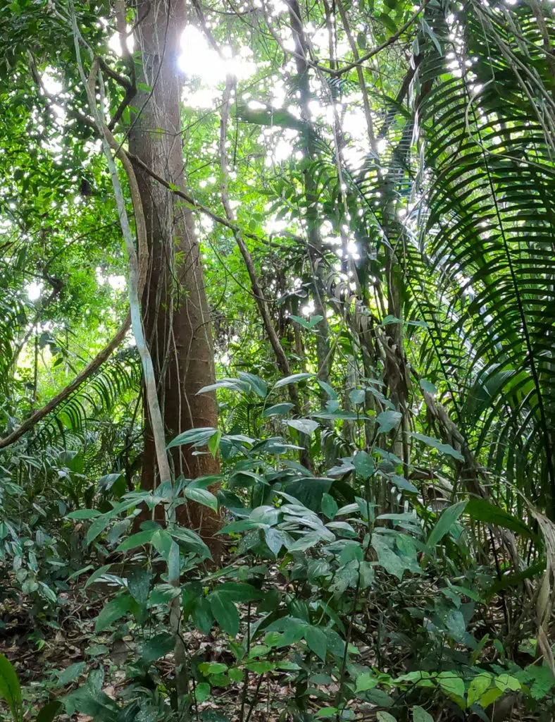 Belize Botanic Gardens - one of the best things to do in San Ignacio, Belize!