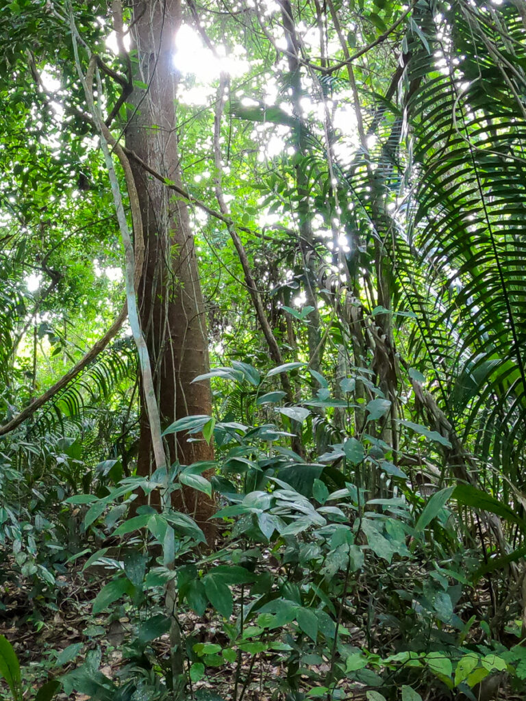 Lush greeneries of plants and trees at the Belize Botanic Gardens