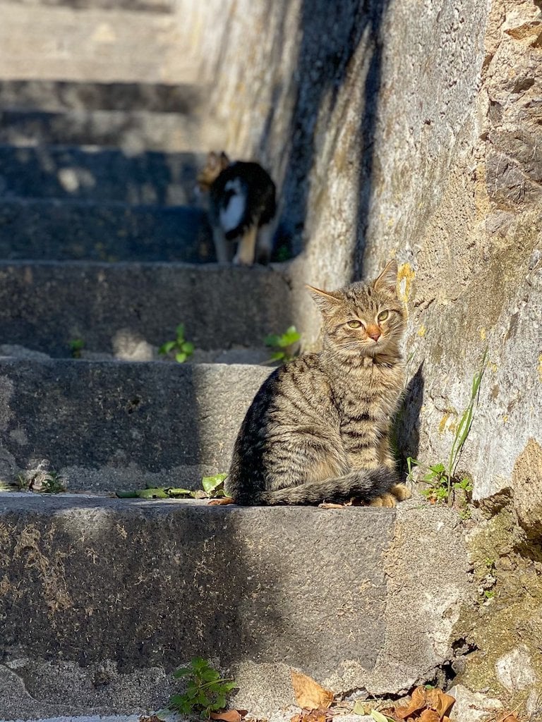 Stray cats hanging out on the ancient stairs in Ravello