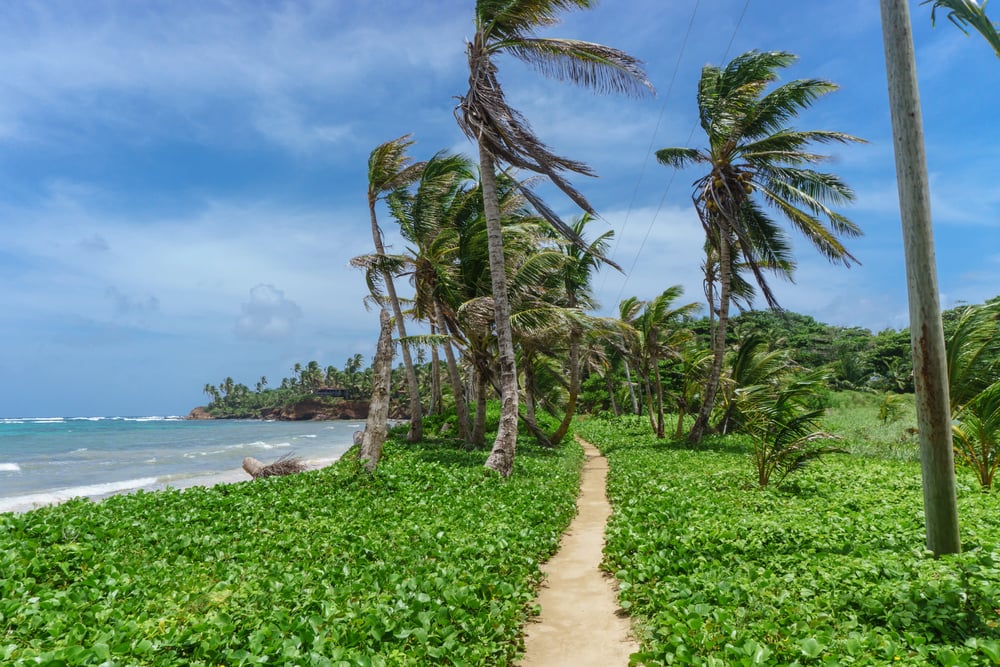 Stormy beach front with palm trees and green shrubs.