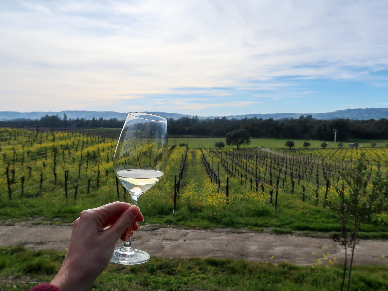 rolling hills covered with grape vines in napa, california