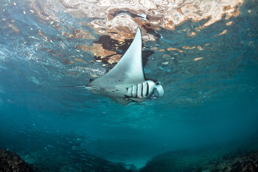 A large manta ray near the surface of the blue ocean