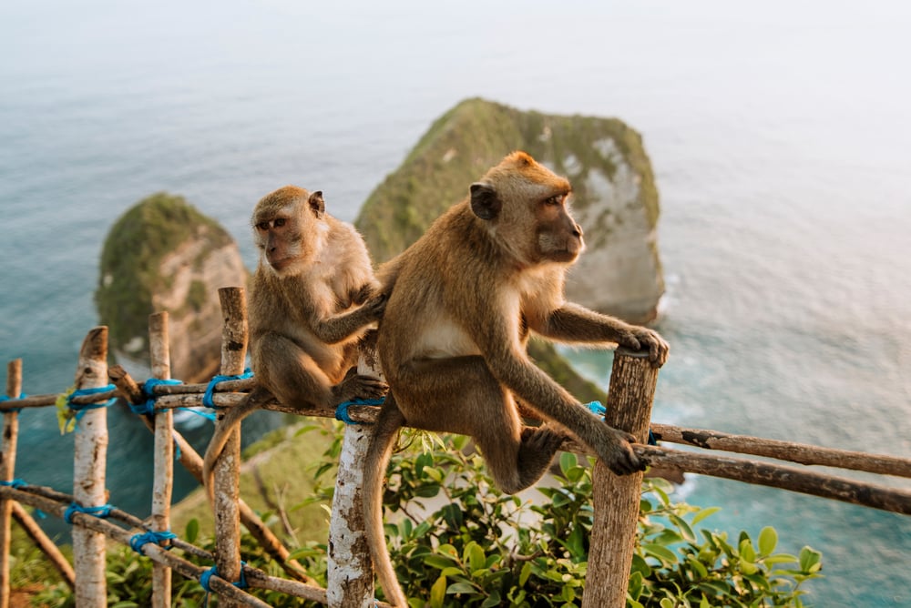 two monkeys cleaning each other at the top of Kelingking beach, Nusa Penida, Bali