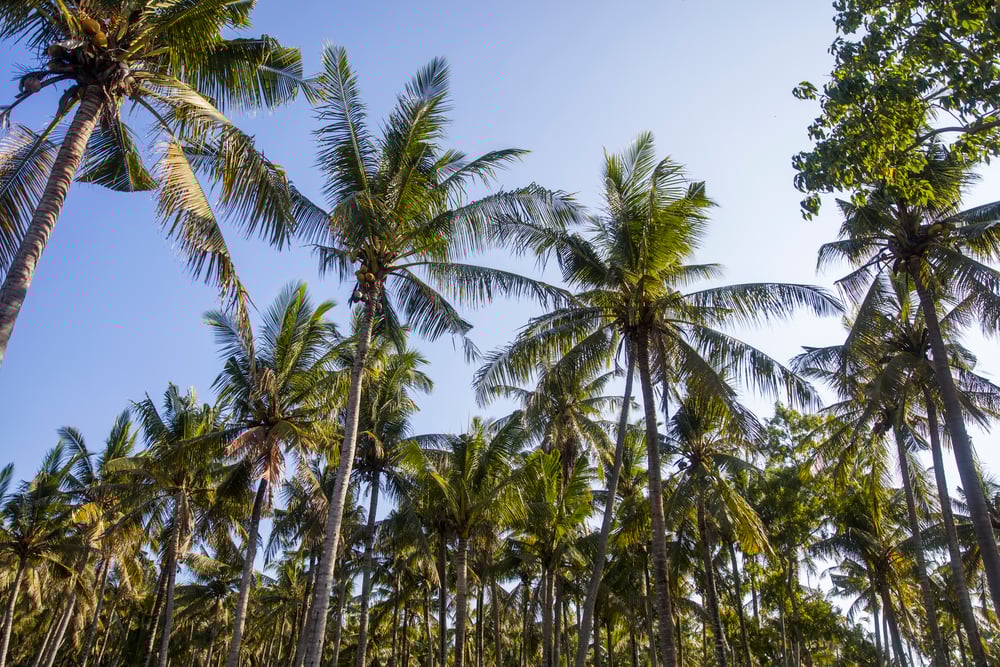 View of tropical palm trees at Nusa Penida