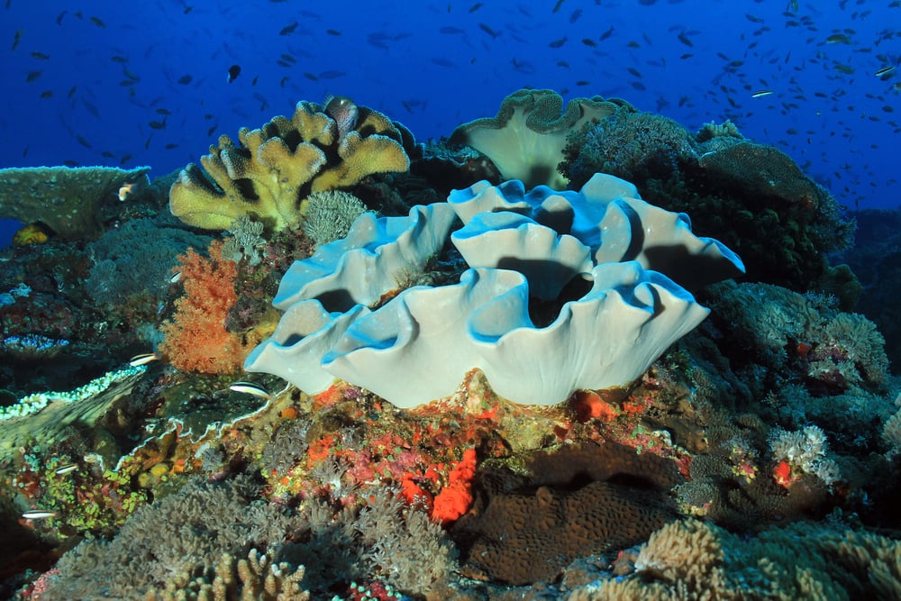Turquoise coral underwater and small fish in the background