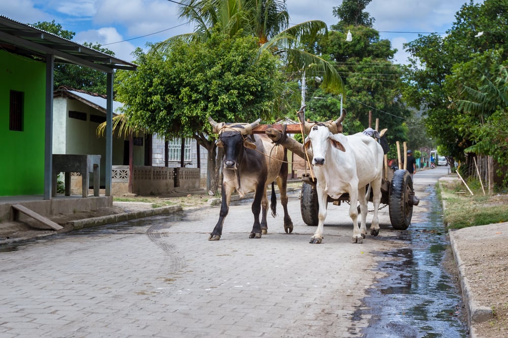 Ox and cart on a small town road in Granada, Nicaragua