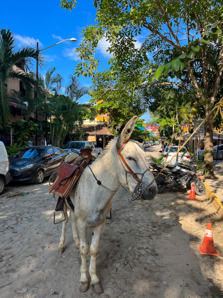 A donkey in San Pancho