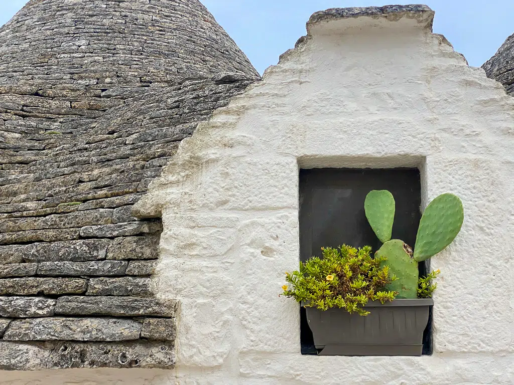 A trullo with a cactus in the window in Alberobello