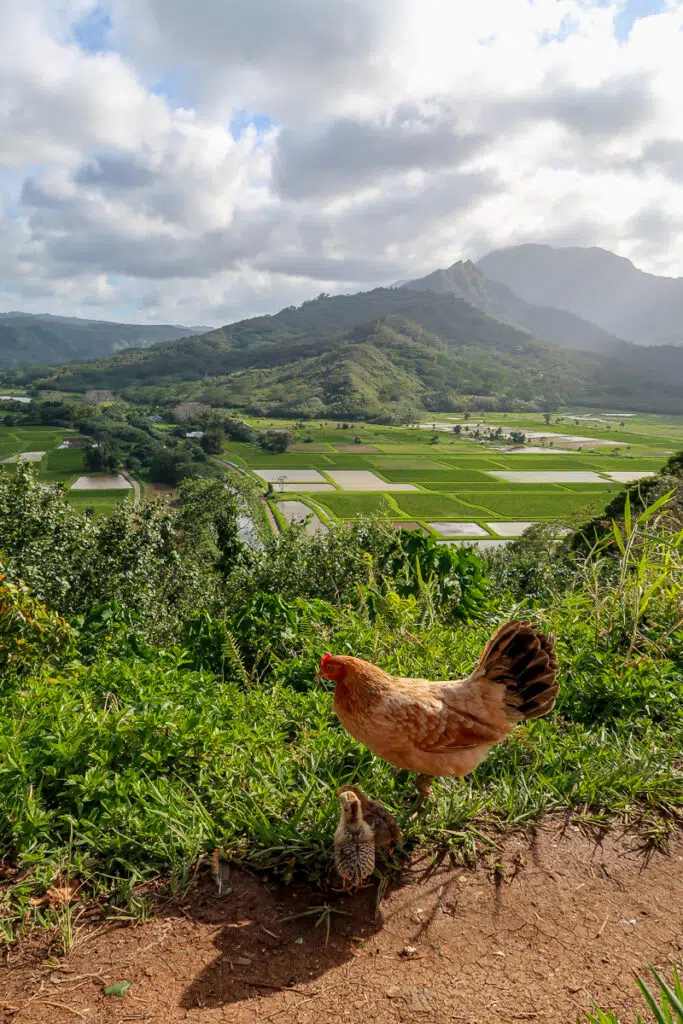 A chicken and a chick overlooking the Hanalei Valley Lookout with vast farm fields and mountains.