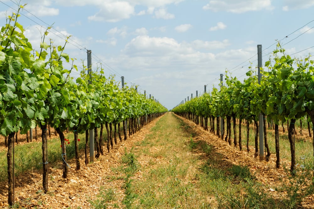 Etyek vineyard in Hungary, a must-add in your 3-days-in-Budapest itinerary