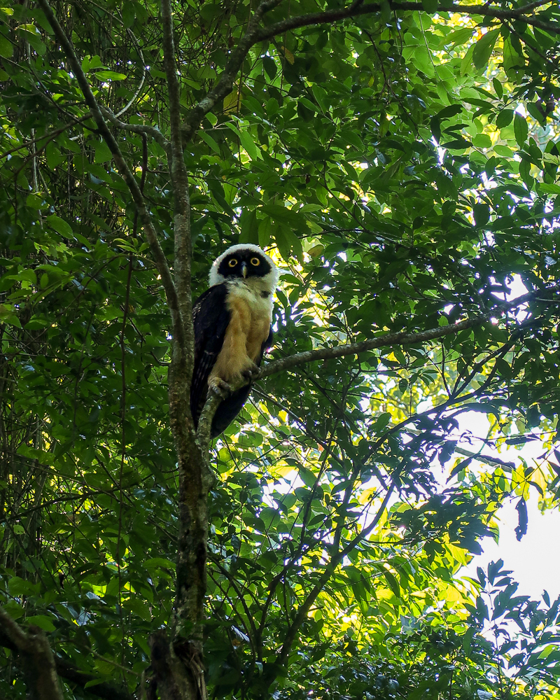 Spectacled owl on a tree branch. Book a safari tour to see the various wildlife of Costa Rica's adventure capital.