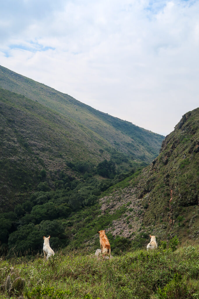 3 stray dogs enjoying the view from the peak viewpoint of the hike