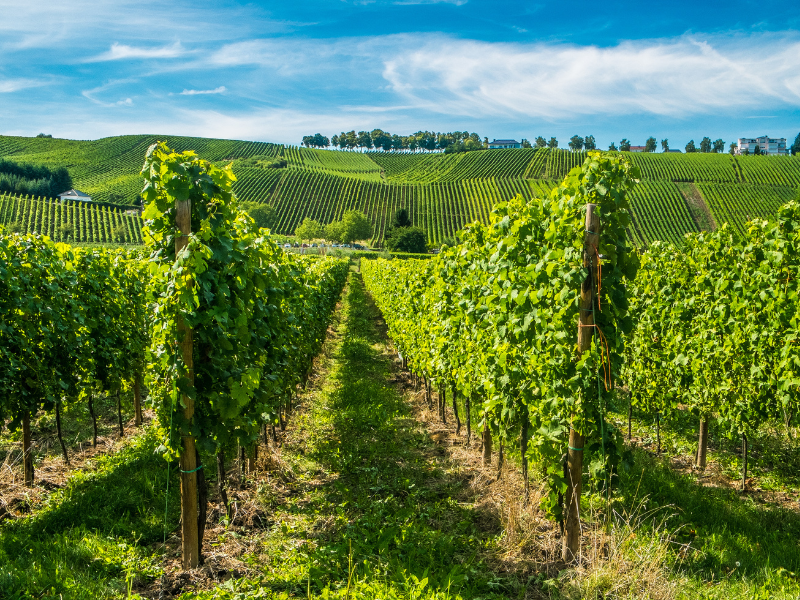 Wineries in the Luxembourg Moselle Valley. While in Luxembourg City, you can try local wine or embark on a wine tour. 