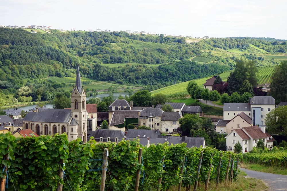 A small vineyard in Luxembourg's countryside