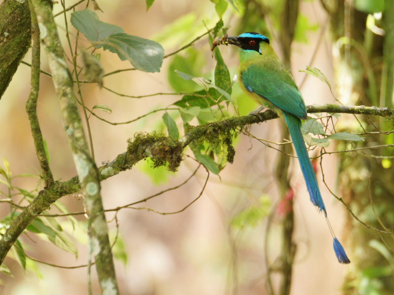 An Andean Motmot holding food on its black bill while sitting on a mossy tree branch. Birdwatching is one of the top things to do in Salento, Colombia.