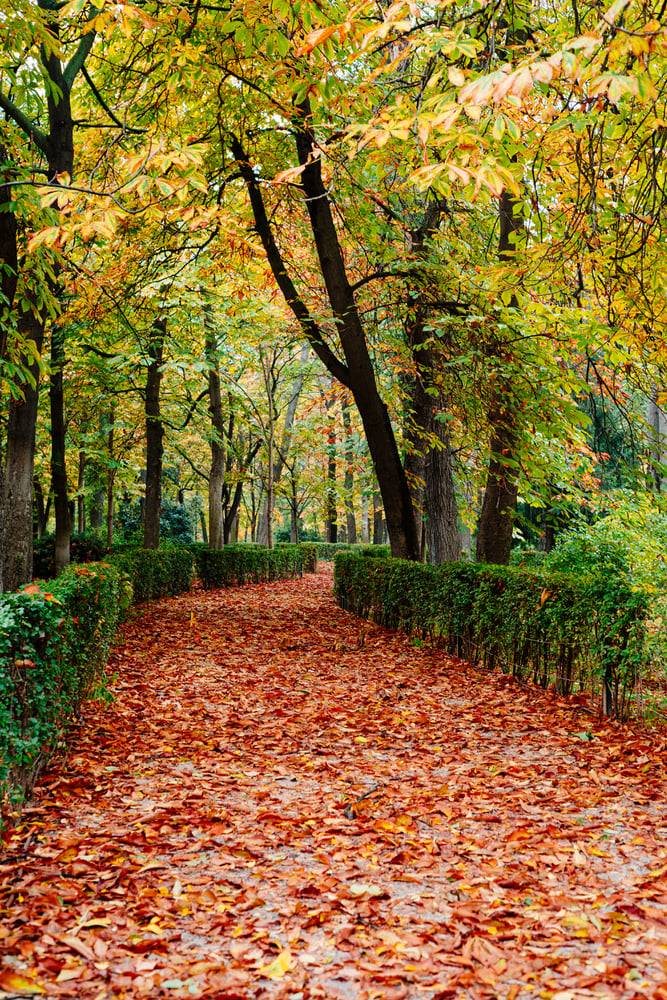 Walkway path in Retiro Park covered in fallen autumn leaves from the surrounding trees