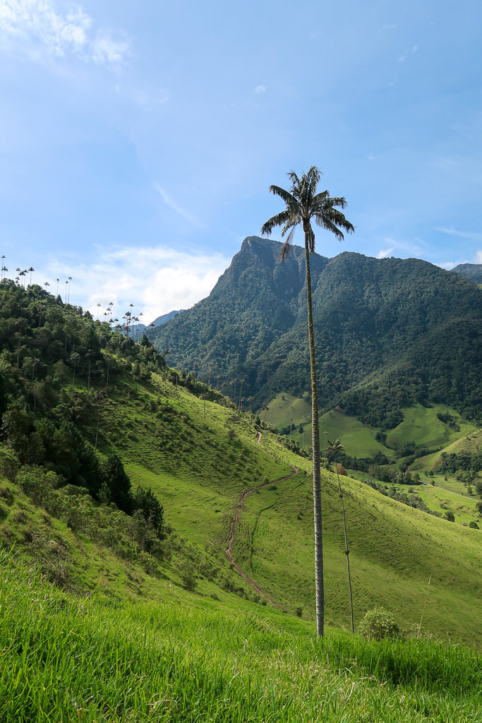 A tall palm tree on lush greeneries of Cocora Valley under clear skies. Hiking the Cocora Valley is one of the best things to do in Salento, Colombia.