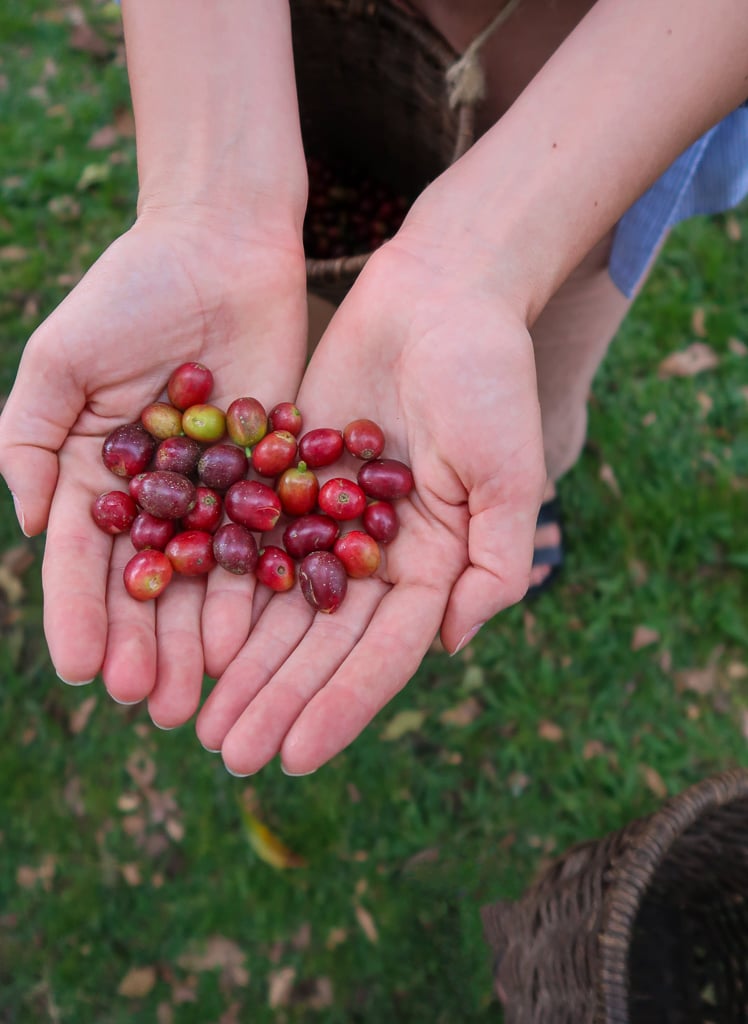 Freshly picked coffee cherries from a coffee farm in Salento