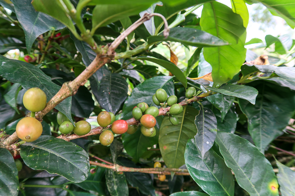 Red and green coffee cherries still attached to the stems of coffee plant