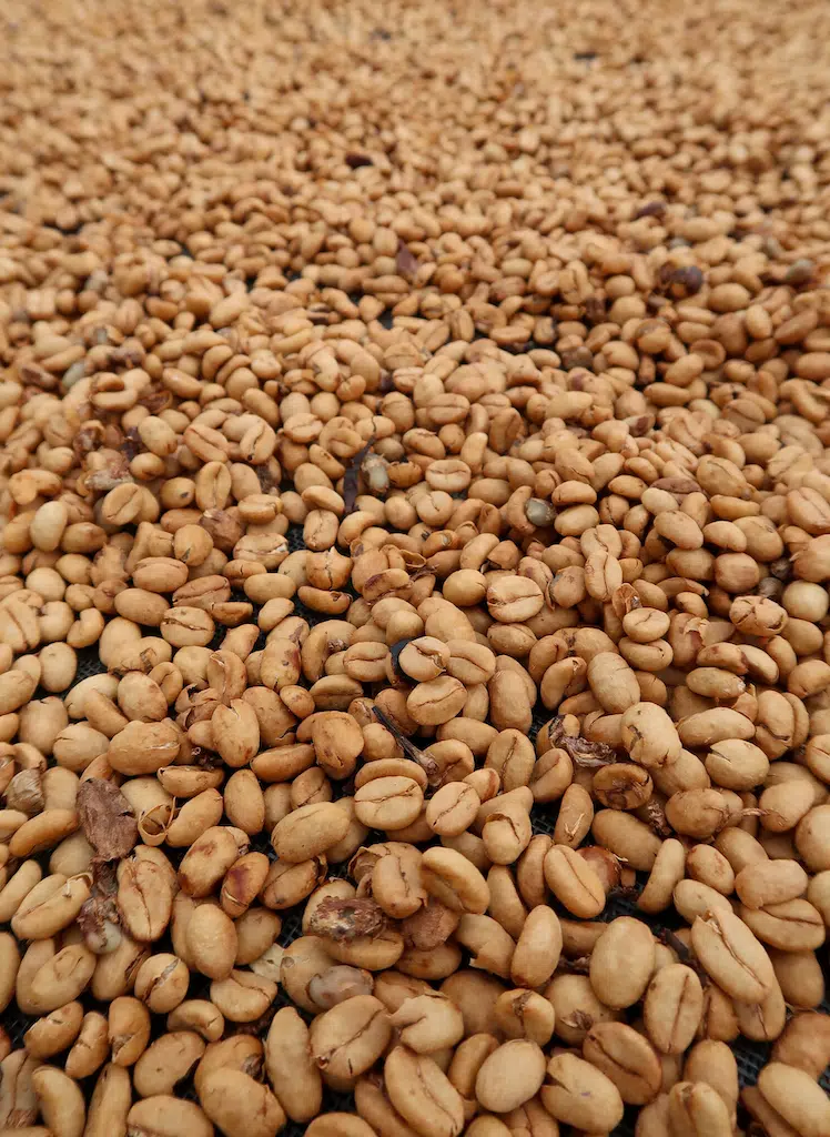 Coffee beans drying before the roasting process