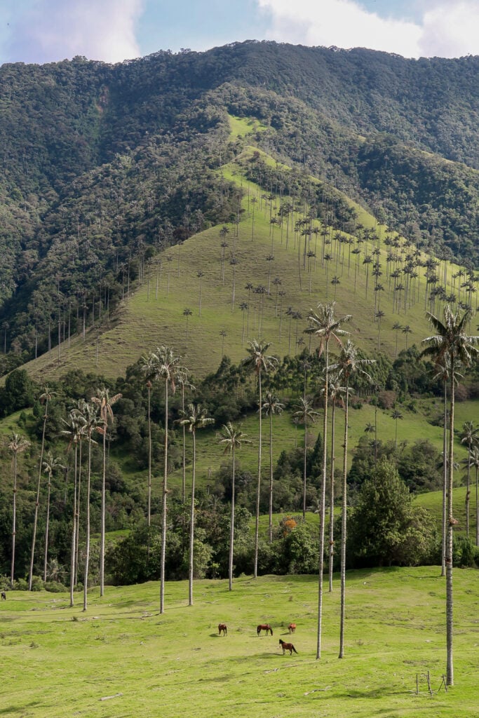 Horses grazing on green meadows of Cocora Valley as they are surrounded by the tall wax palm trees and green trails uphill. One of the absolute best things to do in Salento, Colombia is going on a horseback riding tour.