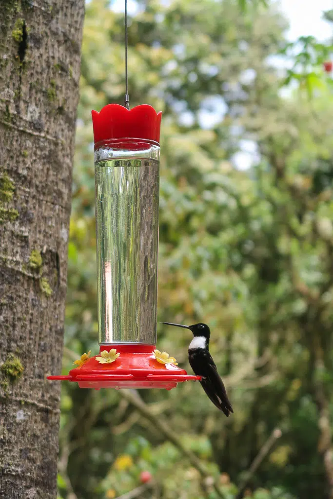 A hummingbird sitting on a red bird feeder hanging by a tree in Cocora Valley
