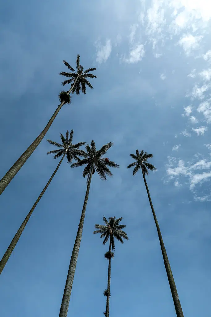 Tall palm trees with a sunny blue sky as the backdrop in the Corcora Valley