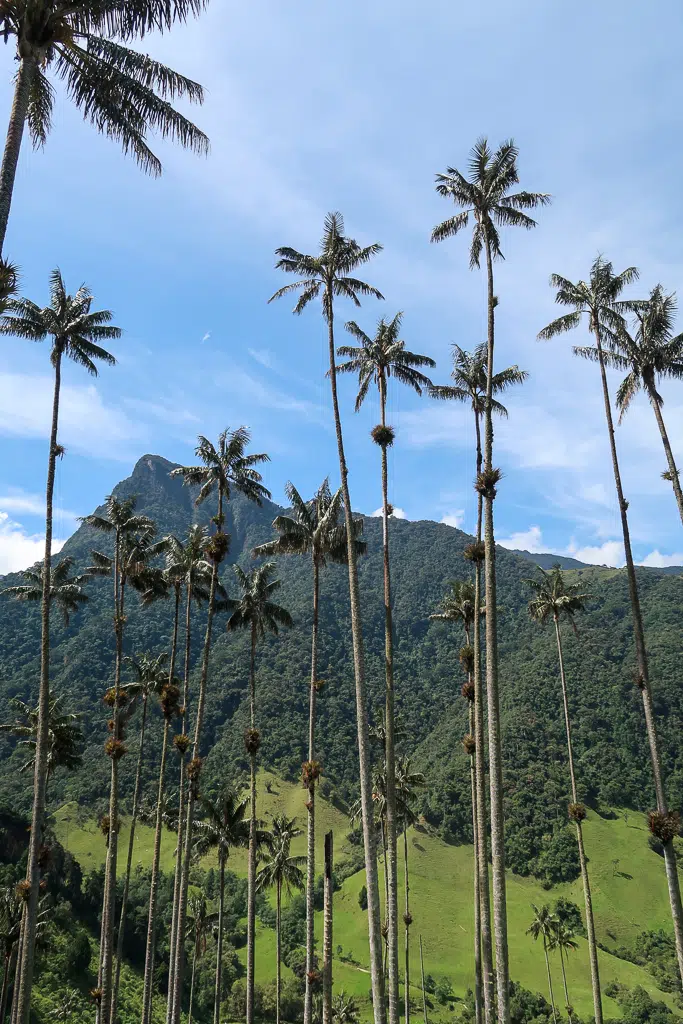 Tall palm trees on lush green hills of the Cocora Valley on a sunny day