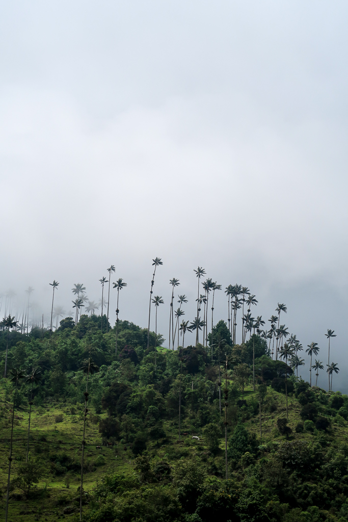 Tall wax palm trees at the top of lush green hills of Cocora Valley under cloudy skies