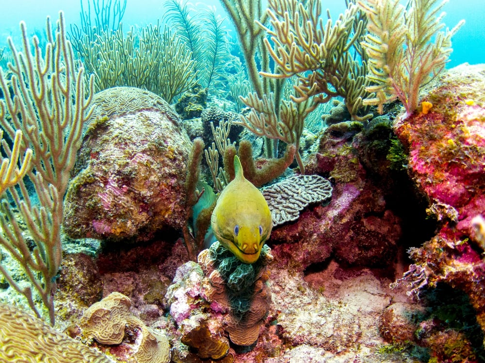 Fish and coral underwater in Belize