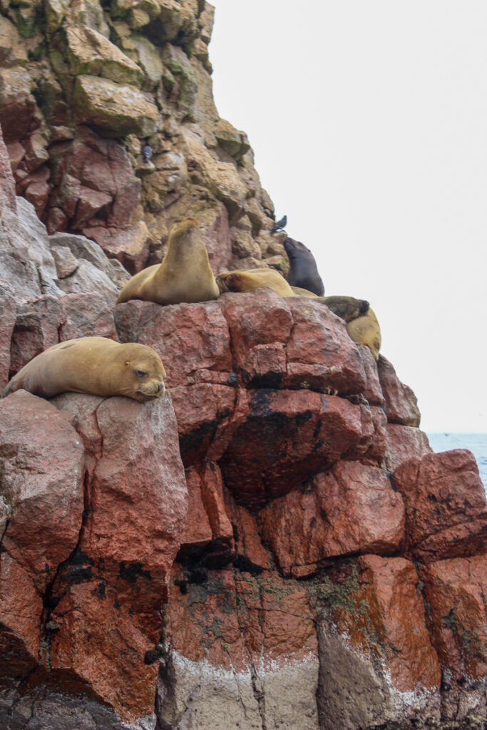 Group of sea lions lazing around on top of rocks. Experiencing the Islas Ballestas and its ecosystem is one of the best things to do in Paracas, Peru.