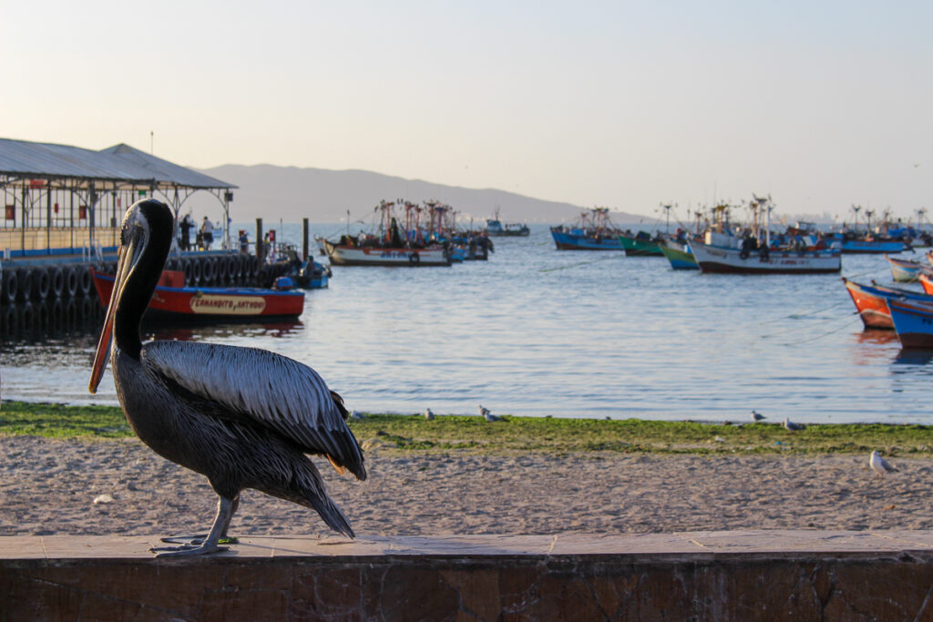 A Peruvian pelican hanging out near the beach on a late afternoon