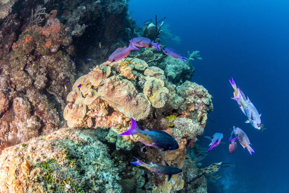 Colorful fishes swimming underwater and around the coral reefs. If you're into exploring underwater, scuba-diving is a must-add to your Belize itinerary.