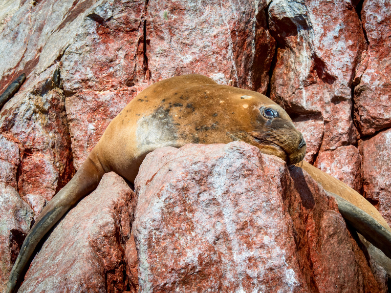 Cute brown seal relaxing on top of a rock on Ballestas Islands